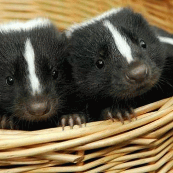 Sloth (USA-2) : We Are at Least 2x Better Looking, Sounding and Smelling Than Cleveland Public Transportation